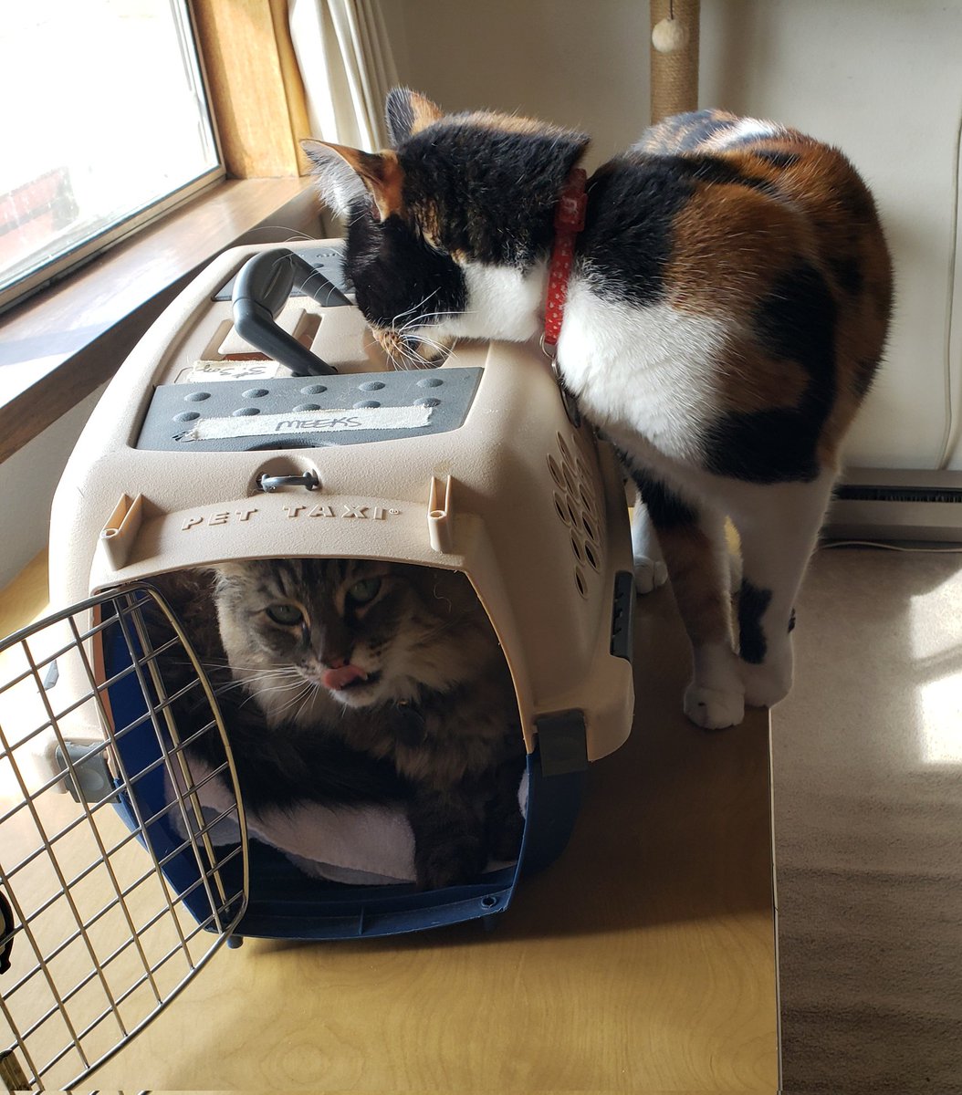 beccaboo71's tweet photo. Ella has always loved the pet taxi. Both girls see the vet tomorrow so, I brought the taxi in yesterday. Ella came running to get into immediately. Ruby seemed confused. ๐น
#CatsOfTwitter #MaineCoon #CalicoKitty #Ruby #Ella #VetCheckup https://t.co/EowNnT39Hy