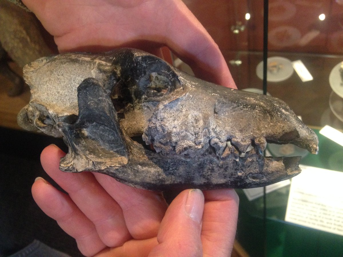 SJforKids's tweet photo. This is a #warrah, an animal whose presence on the #Falkland Islands mystified Darwin!🦊👉Find out what the warrah & other evidence helped #scientists at @UMaine @SAERI_FI discover in our new #article: https://t.co/BdVgBbsE8x.
Photo from @KitHamley
@JacquelynGill @DulcineaGroff https://t.co/A54bSzr16a