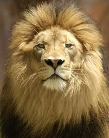 Anandaanomaly's tweet photo. π₯π₯π₯πππππ₯³π₯πΎReflection 1% Save the lions π¦ #Sajarmy #Saja #AutoBurn #SajaPride #Charity #Givingback #Lionking https://t.co/cU9JcOC2nN