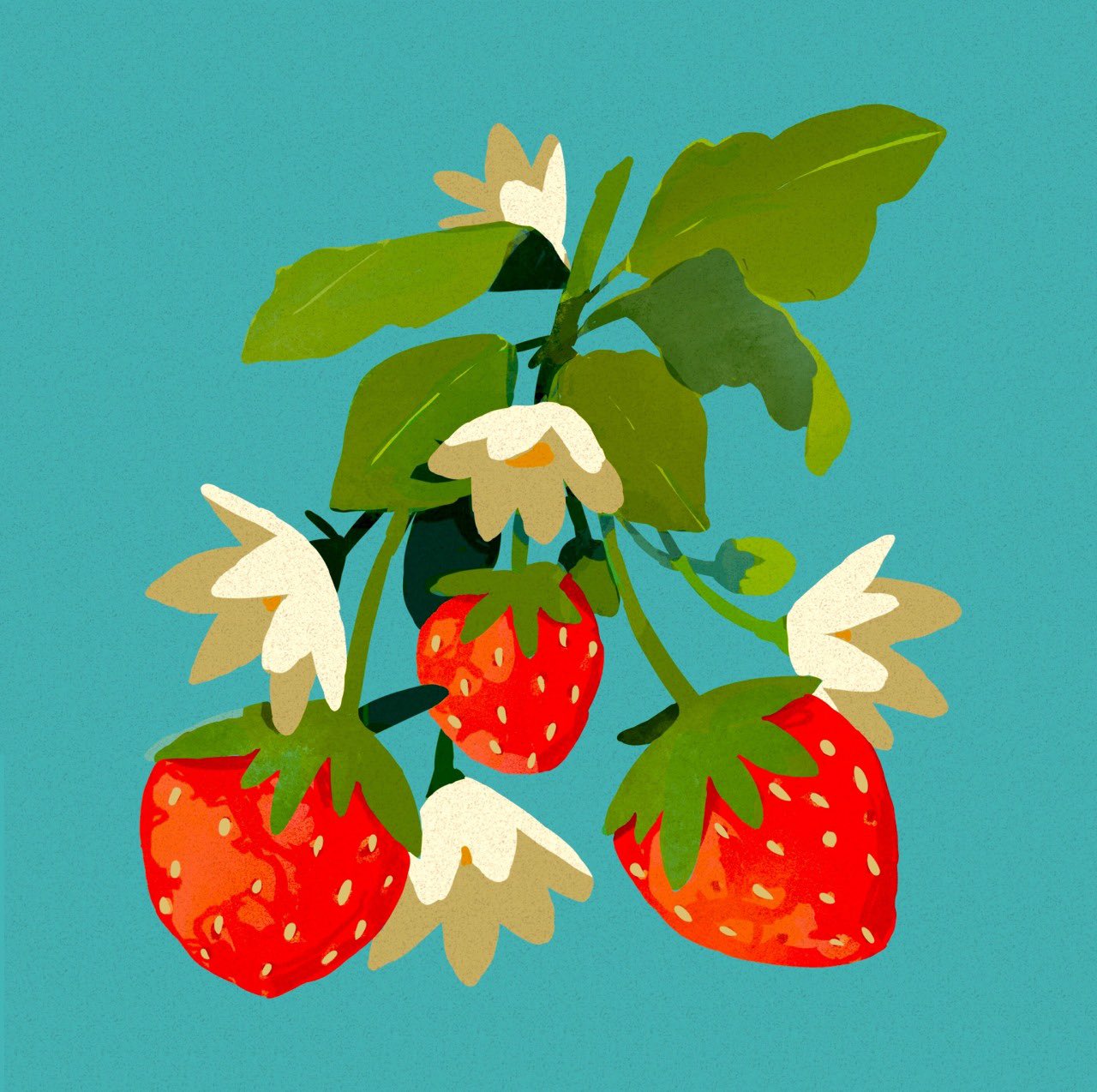Simple Illustrator Strawberry