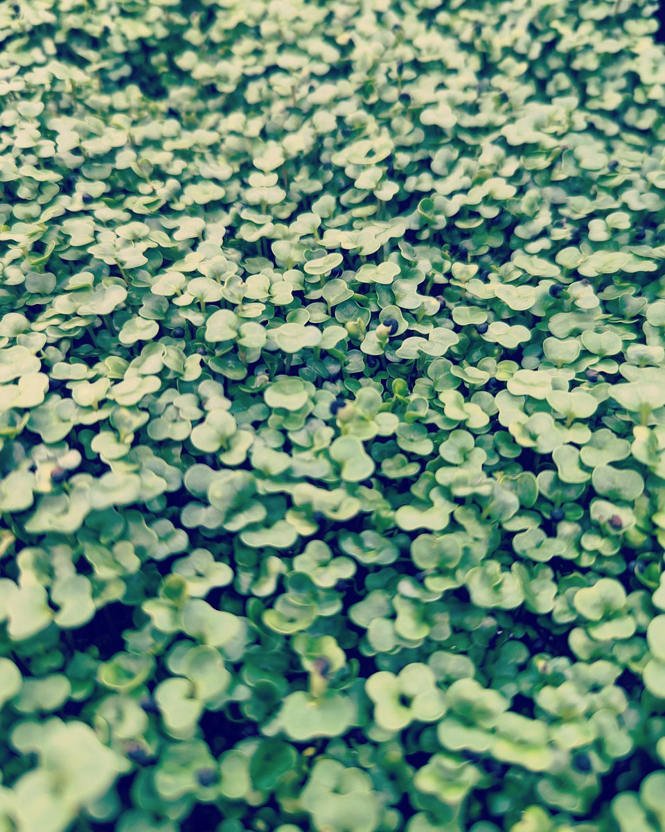 Farmoveryonder's tweet photo. #microgreens #healthyfood #organic #vegan #urbanfarming #microgreen #superfood #healthy #microgreensfarm #eatlocal #vegetarian #healthylifestyle #sprouts #foodie #urbanfarm #foodporn #farmtotable #nutrition #plantbased #greens #salad #growyourownfood #localfood #supportlocal https://t.co/sREcvjZHWi