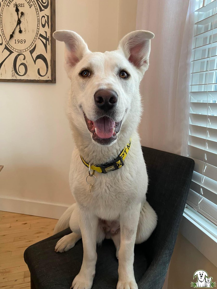AARCS_Canada's tweet photo. “Arissa likes to sit on this chair and micromanage me as I'm trying to work. She's a very hands on supervisor.” — Caitlin, Foster Mom 🤣

Anyone else have a #DogBoss? If not, Arissa is up for the job 👌https://t.co/zk9ioHKhHB

#Dogs #WFH #DogJob #TheOffice https://t.co/BGYgJs4vwh