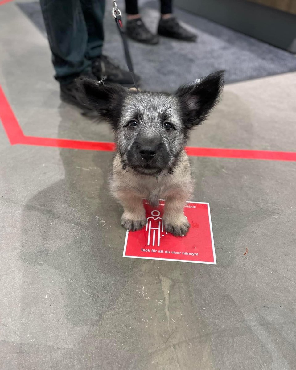 Send a dog. We rate dogs.