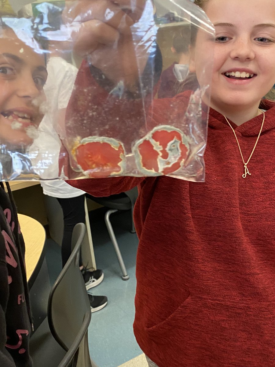 Mrs_Yelman's tweet photo. Look at that mold!! 🥴 🤢 

We found out that 🍅s last longer in a cool, dark place and 🍓s rot faster in direct sunlight!
#transferofmatterandenergy
#scienceobservations
#scichat #learning https://t.co/TYrmpQtLa8