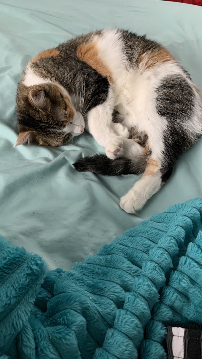 lindzymattocks's tweet photo. Y’all, labor hurts and I miss my kittens. #hour19 https://t.co/rpUWqpNKoa
