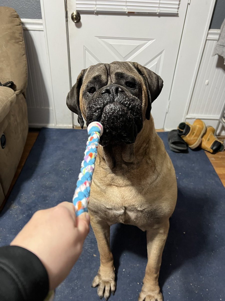 Anyone else love tug toys? 
#dogtwitter #dogtwittercommunity #bullmastiff #dogsoftwitter