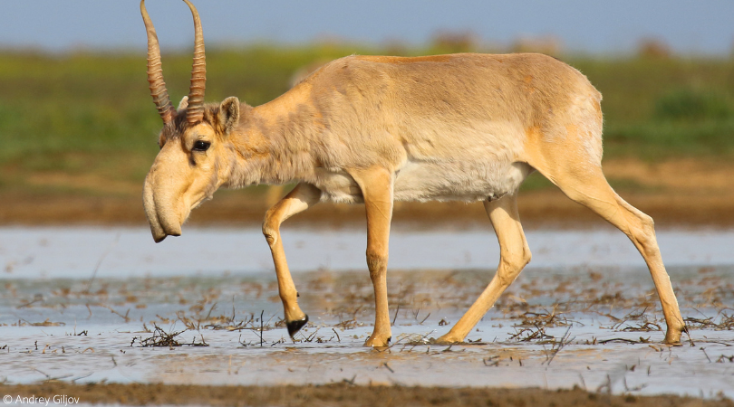 IUCNssc's tweet photo. Once thought to be on the brink of extinction, the global population of the Critically Endangered saiga antelope is now more than eight times larger than it was in 2015, numbering over 860,000 individuals thanks to extensive conservation efforts.
https://t.co/8bhPZcfdBj https://t.co/crNfYwrgOX