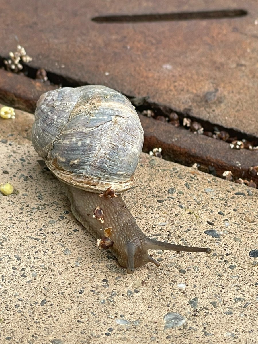 Shell yeah! 🐌We got some rain today! This little guy came out to say hello and remind everyone to please turn off their sprinklers on rainy days! 🌧️