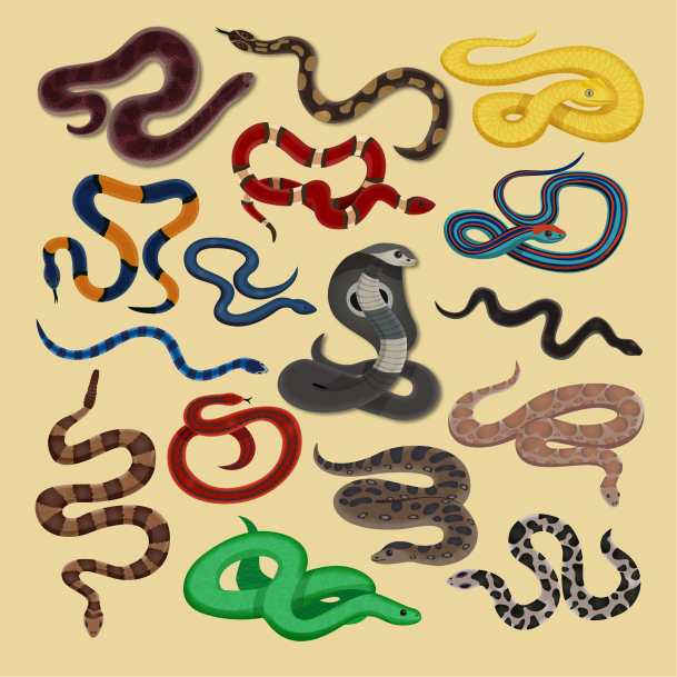 snakesoldiers's tweet photo. Hello #SnakeArmy🐍
 
Did you know that there are about 3800 snake species in the🌎? You can find them in all the continents, except in Antarctica.
 
The #SnakeArmy will be something like that, but with more people😄
 
Make sure to follow us to see what's coming 👀#NFT #NFTProject https://t.co/jWhyXXSukC