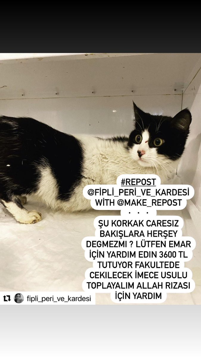 1 yaşında evlat denge sorunlu acıl emara gırmeli  ama 2 fipli kedınin tedavısın den bu cocuga ne yazıkkı paramız kalmıyor  instagram:fipli_peri_ve_kardeşi