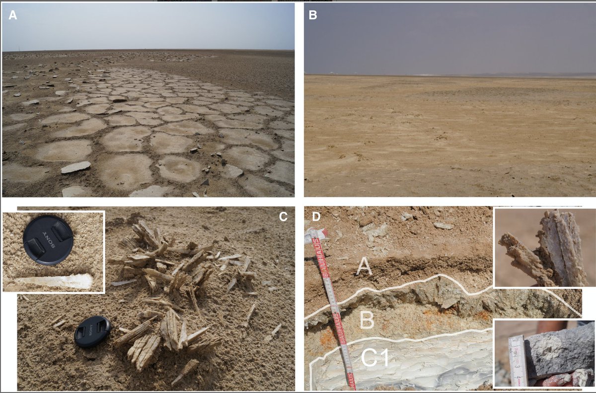 This one is for the evaporite lovers out there - in the April issue - High-resolution facies analysis of a coastal sabkha in the eastern Gulf of Salwa (Qatar): A spatio-temporal reconstruction

Find at: onlinelibrary.wiley.com/doi/10.1111/se…