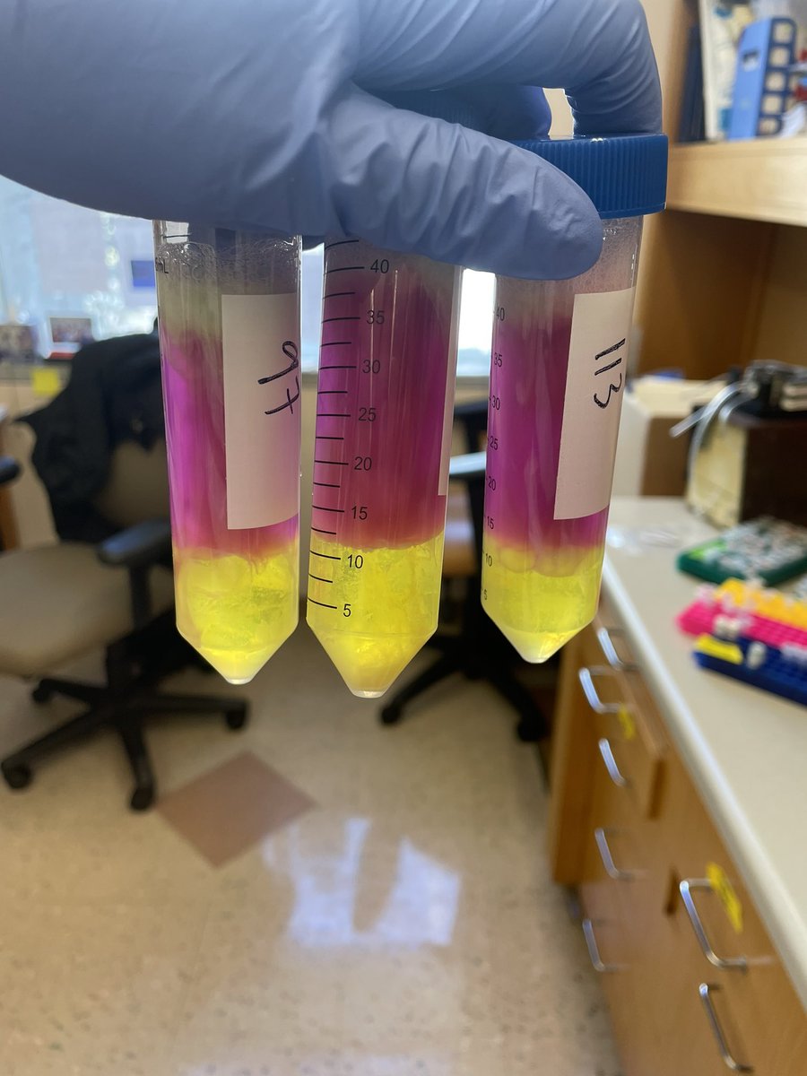 Liz Ransey (@lransey_phd) on Twitter photo I can’t believe this is real science 🤣 thanks so much @channyskye for the quick save. Kit worked beautifully! 🌈 I can’t believe this is real science 🤣 thanks so much @channyskye for the quick save. Kit worked beautifully! 🌈