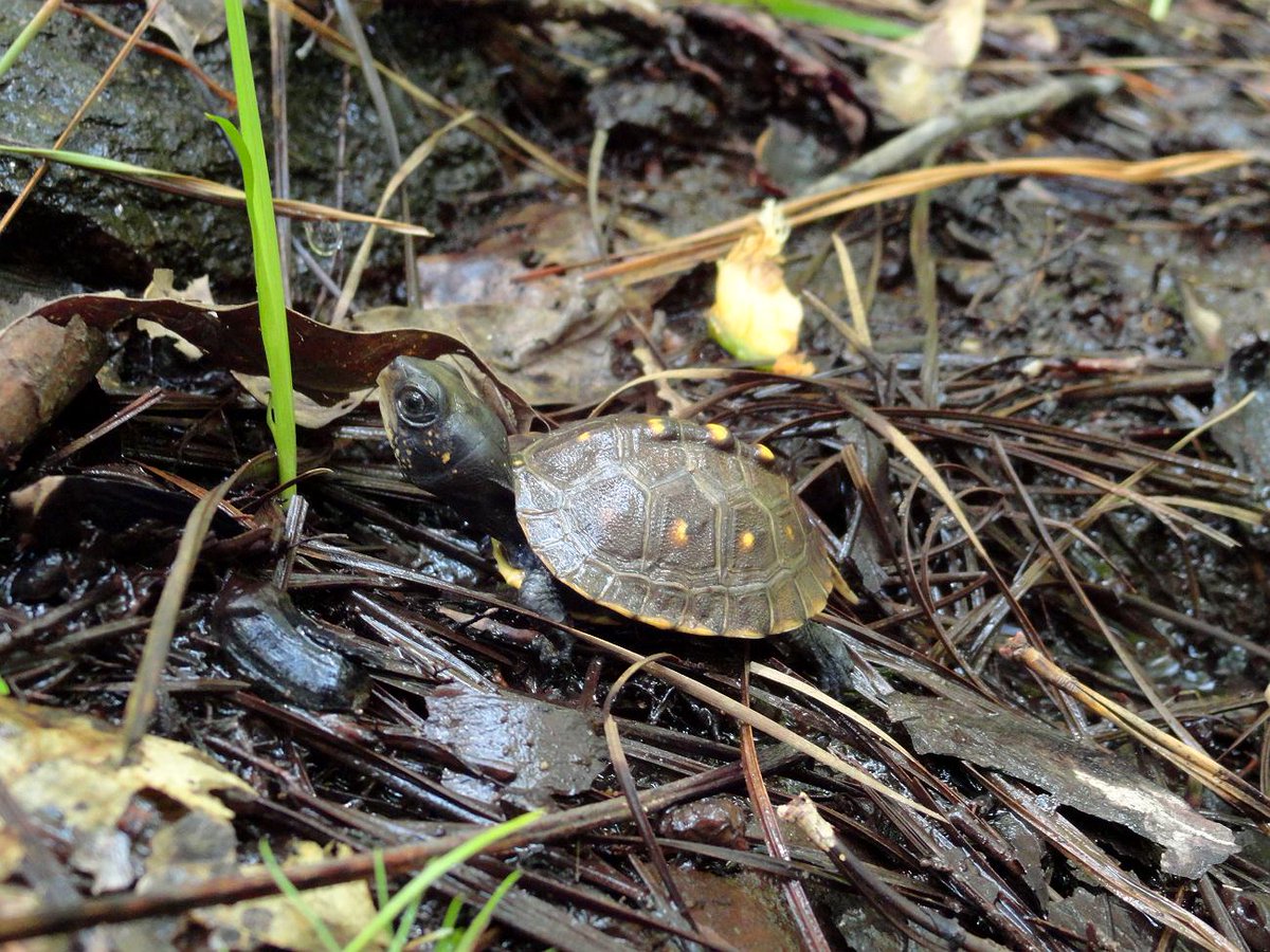 Y'all need an extra dose of serotonin today? We did. 🐢
