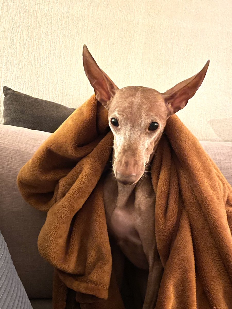 AMNurHon's tweet photo. Minä oon söpö 🐾. Ja toivun tästä hemmetin pöpöstä 👊 #eyeofthedog https://t.co/o3q2EvNzeE