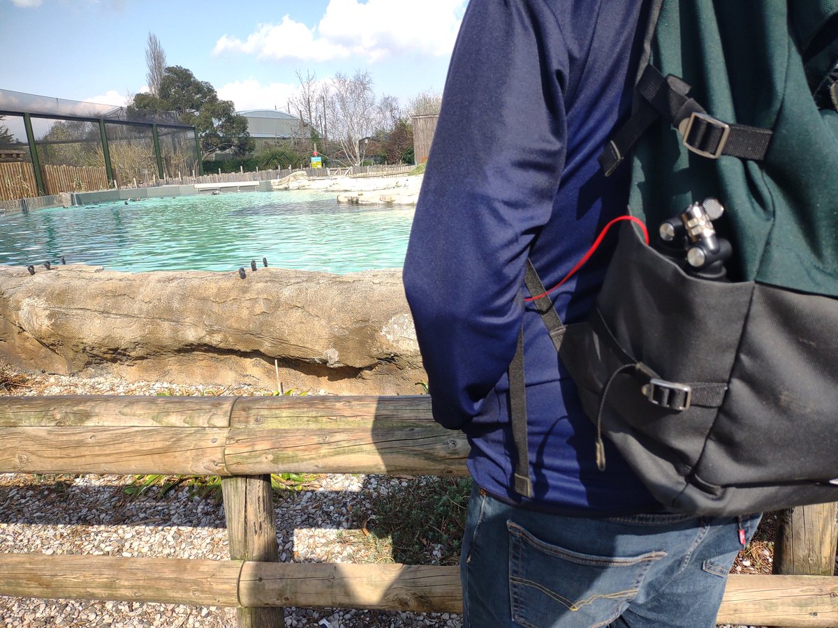 Stealth field recording at the Zoo today with my Tascam X8, it worked out quite well. Luckily the wind wasn't too bad, still wish I hadn't forgot my windshield. Some of the bird sounds picked up were amazing, tons of potential to detune into drones.
#fieldrecording
