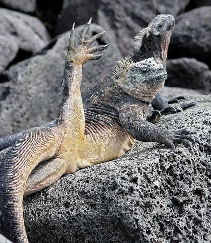 Backwater Reptiles tweet media