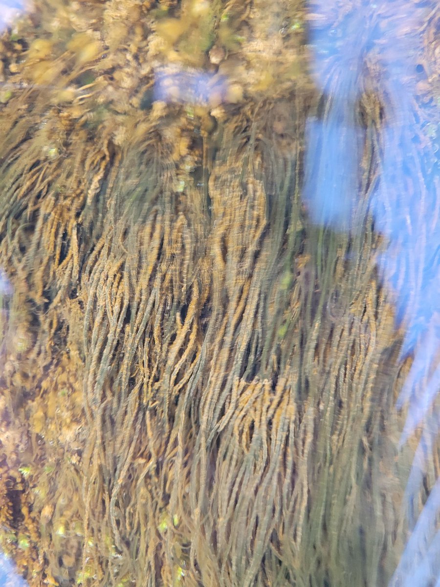 encyonopsis's tweet photo. submerged gardens in Spring #river #phytobenthos https://t.co/er5TBIAYII