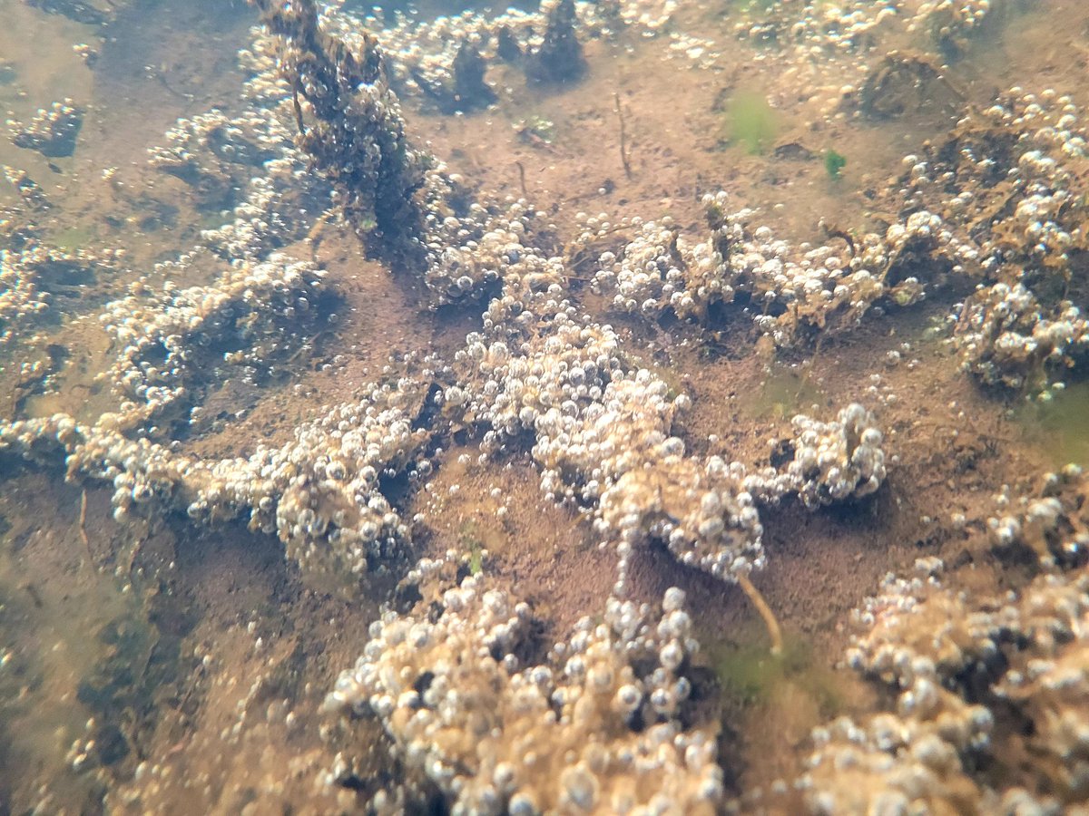 encyonopsis's tweet photo. submerged gardens in Spring #river #phytobenthos https://t.co/er5TBIAYII