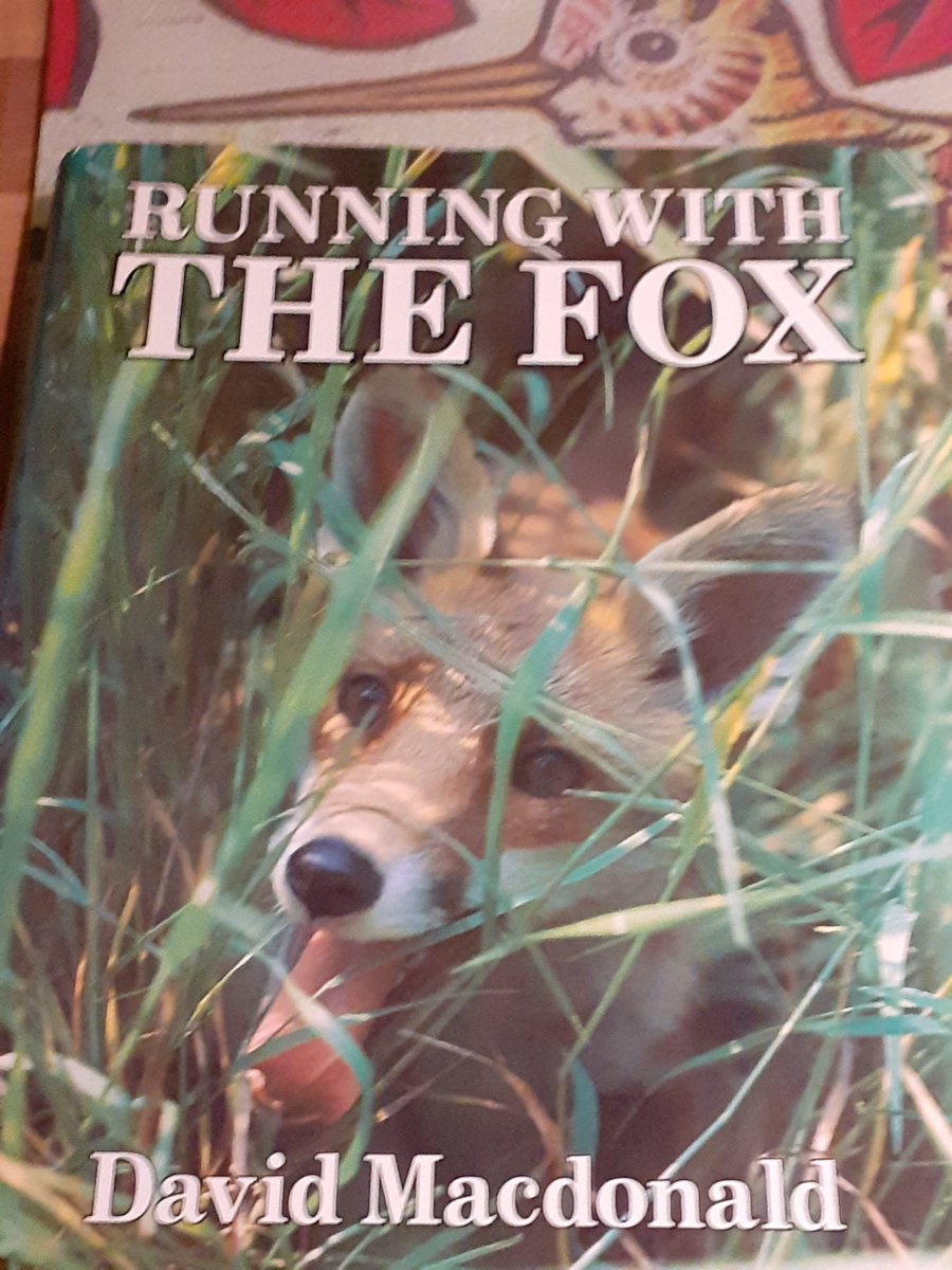 cliveswinsco's tweet photo. @kevymartins @4theloveofresin @BanHuntingNI Howway Kevin!! Like you, I'm a #ToonFan ; unlike you, ah knaa a wee bit aboot #Foxes ... 
 Foxes killing cows &amp; sheep ; ye're gettin' mixed up wi the #LambtonWorm surely!?! 
 This is a canny book about #Foxes &amp; well worth a read...
@Keeptheban_ @FoxHITeam @HuntEast @Northhuntw 🦊 https://t.co/TuGpHBlSKp