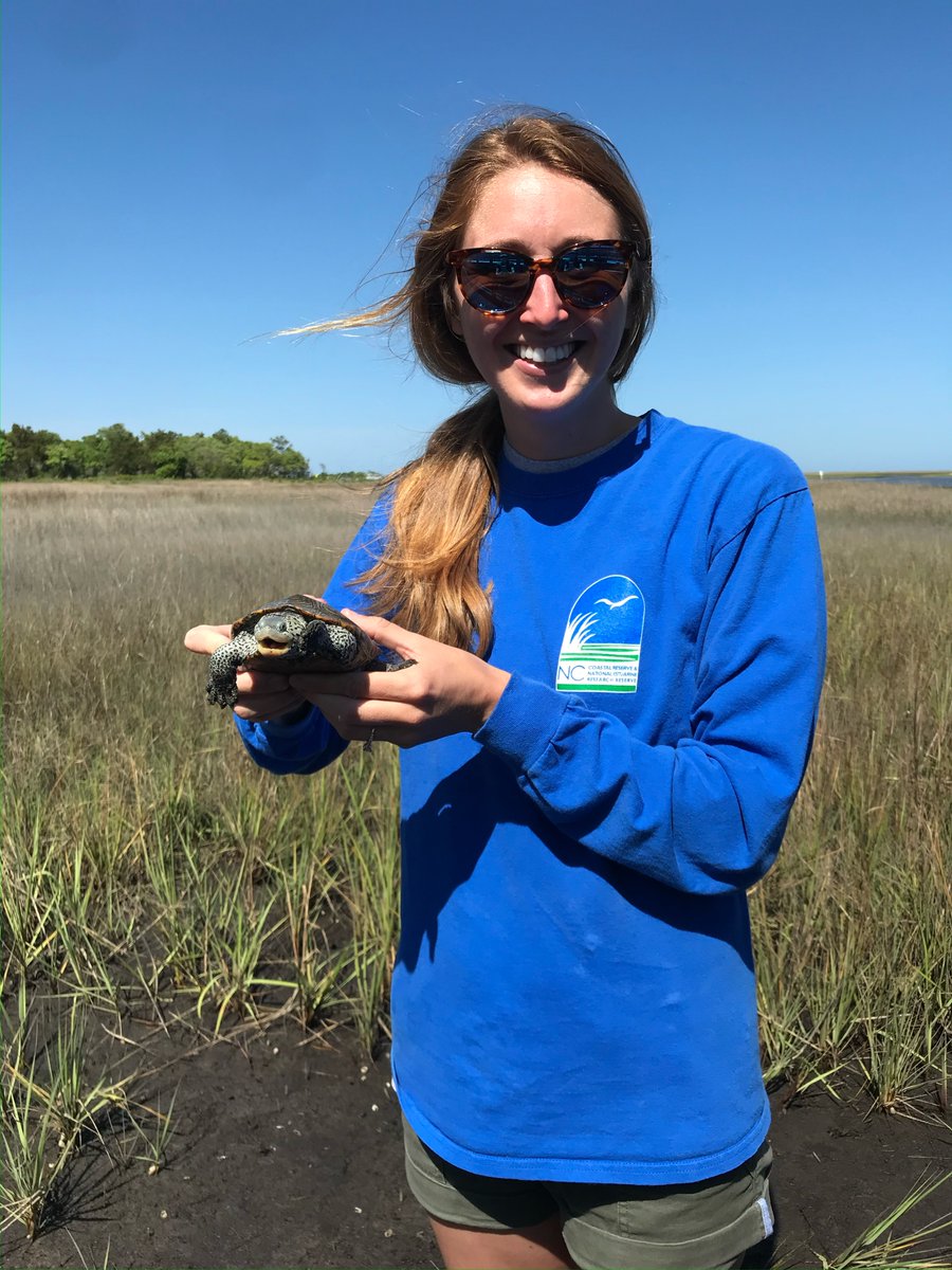 NCReserve's tweet photo. Learn more about diamondback terrapins and
the upcoming Terrapin Tally community science project from Elizabeth Pinnix, Tuesday, March 29th at noon! Register to receive the webinar link from the Cape Fear chapter of NC Wildlife Federation: https://t.co/e7w9kPcgXr. https://t.co/WNssOTR8x0
