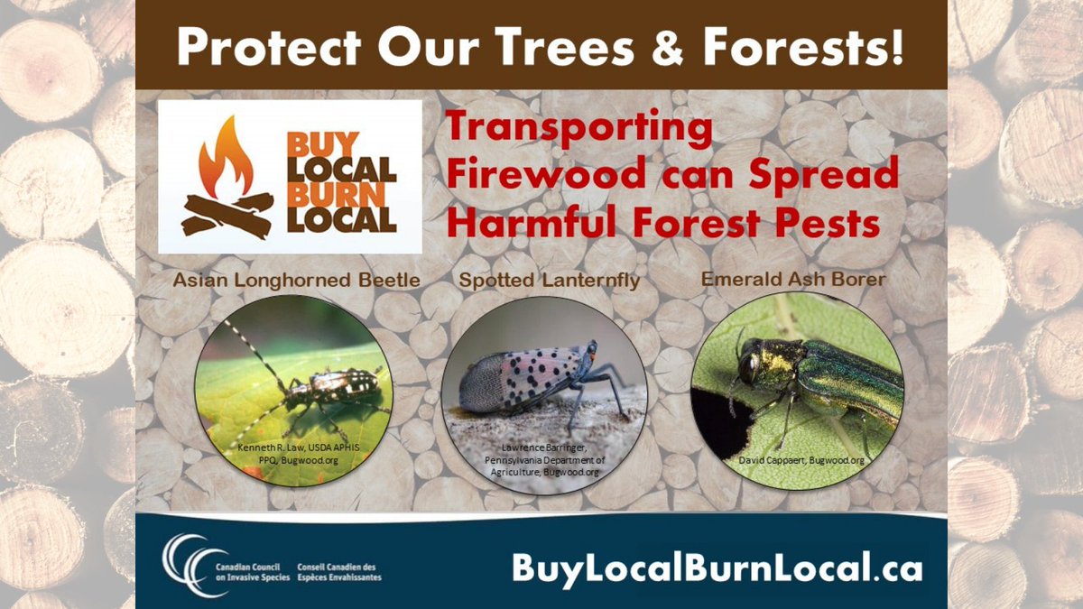 RVDAofCanada's tweet image. The Emerald Ash Borer and other invasive insects are predicted to have a staggering impact on North American trees in the coming years. 

Do your part to reduce their impact!  

#BuyLocalBurnLocal #CampingEtiquette #CampResponsibly #EnjoyNature #ProtectNature #TakethePledge
