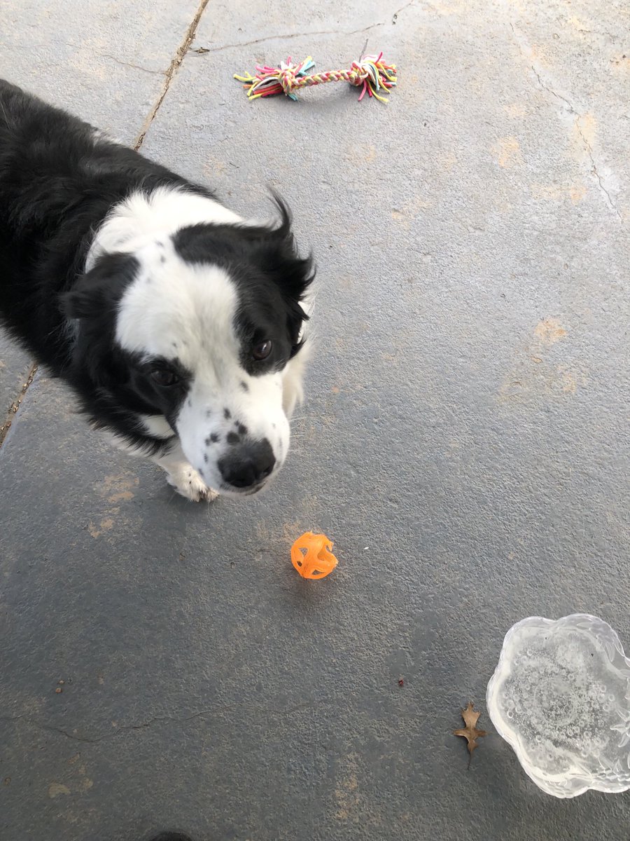 Temperature n the 20’s,  a frozen water bowl and No I don’t want to play ball…but how can you say no to that face!⛄️❄️