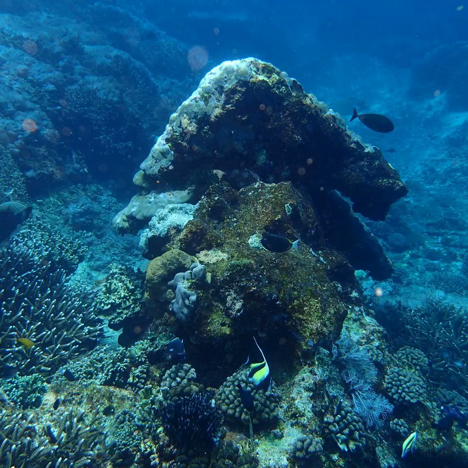 EnaKetut's tweet photo. The divers who love to see Mantas Turtles and coral garden, please come to Bali and dive with us https://t.co/6W1NxljUw3 #scubadiving  #scuba #opewaterscubadiver #adventures #snorkeling. https://t.co/WEWoKZPk5Q