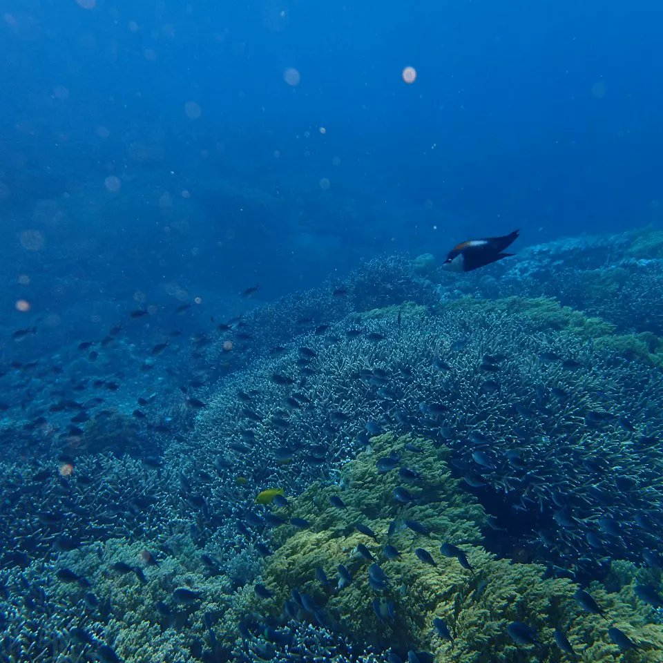 EnaKetut's tweet photo. The divers who love to see Mantas Turtles and coral garden, please come to Bali and dive with us https://t.co/6W1NxljUw3 #scubadiving  #scuba #opewaterscubadiver #adventures #snorkeling. https://t.co/WEWoKZPk5Q