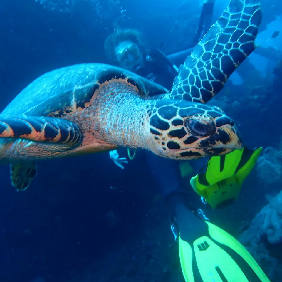 EnaKetut's tweet photo. The divers who love to see Mantas Turtles and coral garden, please come to Bali and dive with us https://t.co/6W1NxljUw3 #scubadiving  #scuba #opewaterscubadiver #adventures #snorkeling. https://t.co/WEWoKZPk5Q
