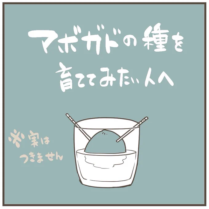 アボガドの種を持て余してる人へ、アボガドをそこそこデカい観葉植物へ進化させる方法をザックリ描きました。

ちなみに購入後のアボガドは必ず常温保存してね。

#アボガド #観葉植物 #植物 #種 #水栽培 #アボガドの種 