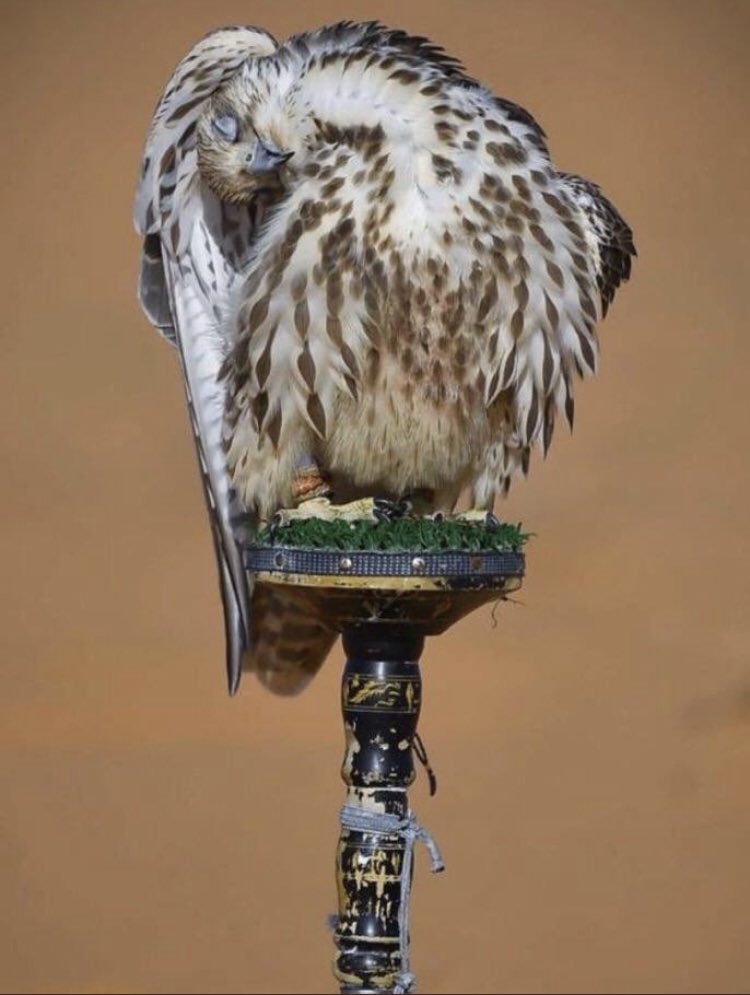 حر ٍ على وكره .. توفّى ولا طاح
شف هيبته عن طيحته كيف عيّت

كنّه خذا غفوه علشان يرتاح 
عزيز قوم ٍ حاجته ما تهيّت

الروح راحت .. لكنّ العزّ ما راح
عايش شموخ الطير والطير ميّت