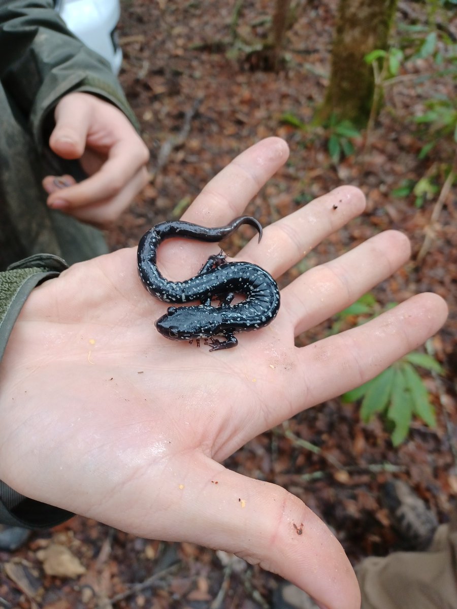 QMacrocarpa22's tweet photo. Day 3 of Disturbance Ecology in the GSMNP:  More salamanders, old growth, and red maple national champ. (1 of 2) #DisturbedAtPurdue @PurdueFNR https://t.co/OCBJfKjJ6B