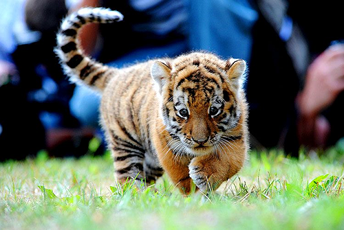 Tiger_Sensitive's tweet photo. Morning. Look how cute this tiger is, just like our TSC!

早安，看看这只小老虎多么可爱，和我们的寅虎NFT一样。
#goodmorning #NFT https://t.co/OSsv0xXUo2