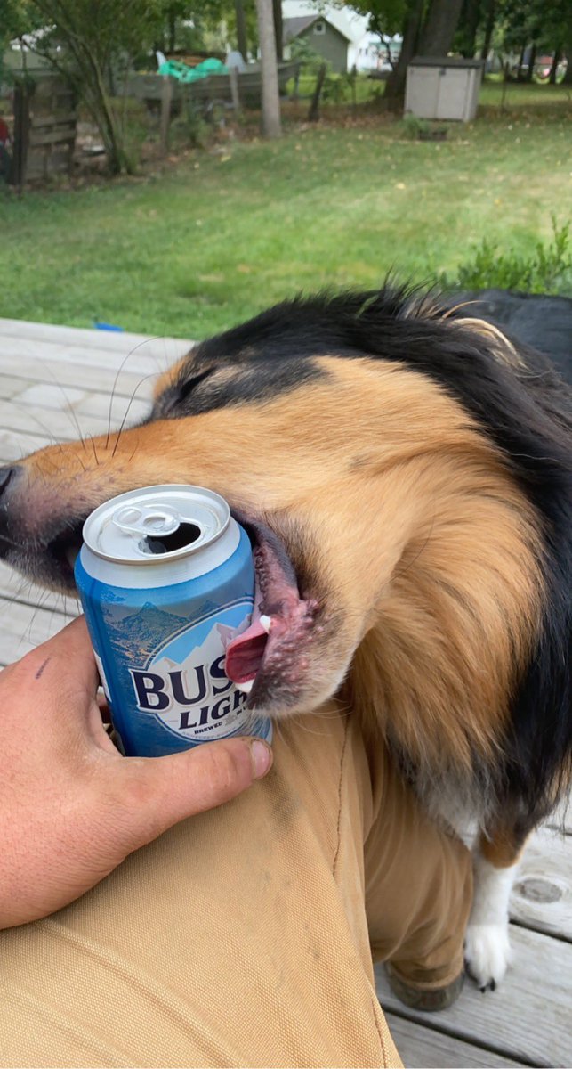 #BuschBarkBracket #Contest <a href="/BuschBeer/">Busch Beer</a>