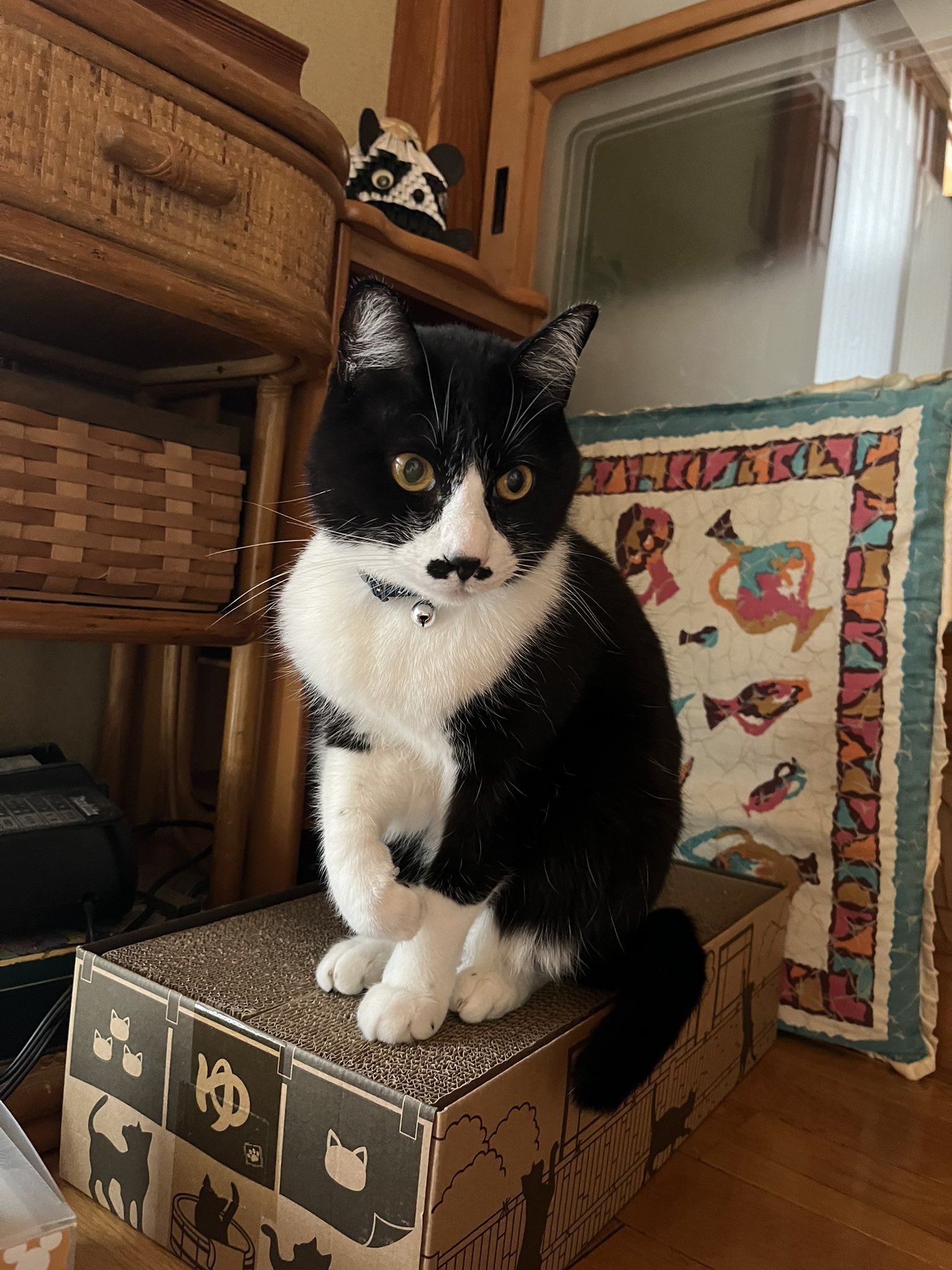 猫さんとときどき犬さん この爪研ぎの上はバリア ねこすたぐらむ 猫好きさんと繋がりたい 猫のいる暮らし 猫がいる暮らし ねこ部 ハチワレ猫 靴下猫 ちょび髭猫 T Co Wmzvbt3ccb Twitter 猫さんとときどき犬さん この爪研ぎの上はバリア ねこすたぐらむ 猫好きさんと繋がりたい 猫のいる暮らし 猫がいる暮らし ねこ部 ハチワレ猫 靴下猫 ちょび髭猫 T Co Wmzvbt3ccb Twitter