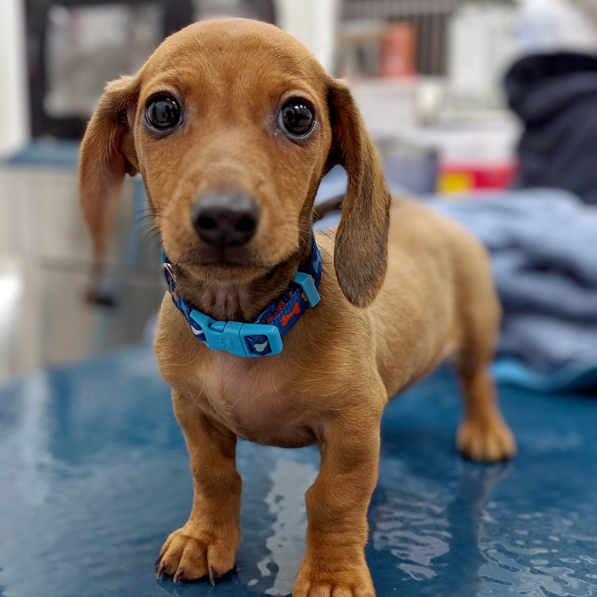 Faculty of Sciences, Engineering and Technology (@uofa_set) on Twitter photo 🐕🏥 Why are dogs scared of the vet and what can YOU do to help?
<a href="/UniofAdelaide/">Uni of Adelaide</a> scientist <a href="/petedwards101/">Petra Edwards PhD</a> tells us why dogs fear the vet and how pet owners can make this experience more paw-sitive - bit.ly/34OX7gV
#UAMakeHistory #AdelaideResearch 🐕🏥 Why are dogs scared of the vet and what can YOU do to help?
<a href="/UniofAdelaide/">Uni of Adelaide</a> scientist <a href="/petedwards101/">Petra Edwards PhD</a> tells us why dogs fear the vet and how pet owners can make this experience more paw-sitive - bit.ly/34OX7gV
#UAMakeHistory #AdelaideResearch