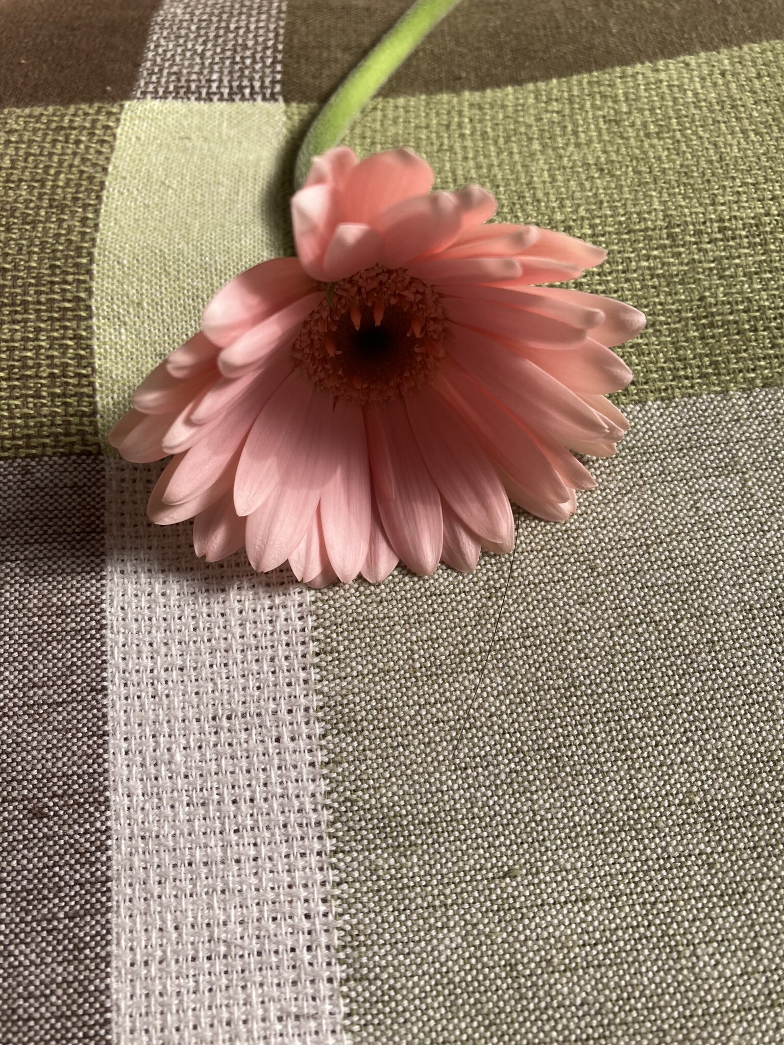 千春 冬の花産み落としてるわたしの掌 仕事も家事も文字も作る掌 短歌 冬に作りました T Co P4neqe024k Twitter