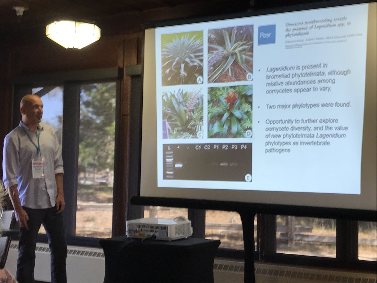 dromius's tweet photo. Aurelien Tartar: Lagenidium, a mosquito infecting oomycete dwells in bromeliad phytotelmata. #non-#Fungal22 #FGC22 https://t.co/erfvD479yu