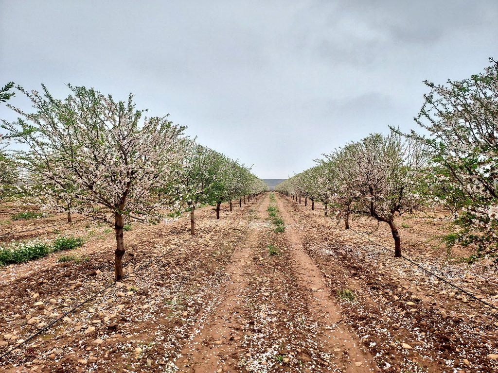 JoseJositan's tweet photo. #soleta por un lado y #belona por otro. Esto promete 💣, a ver ahora lo que nos respetan las caídas fisiológicas. https://t.co/0EyvB03xU0