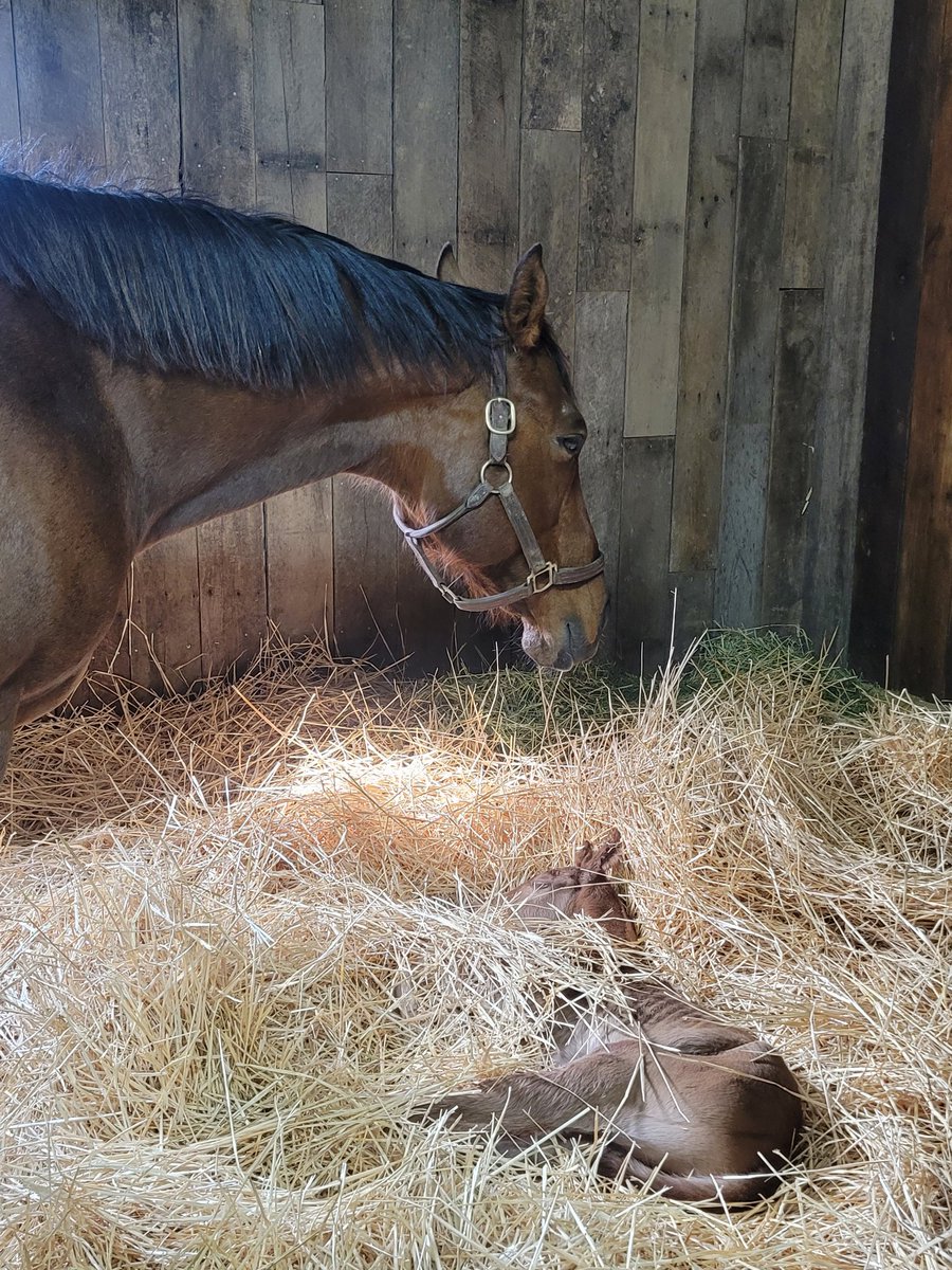 Shelley Todd tweet media