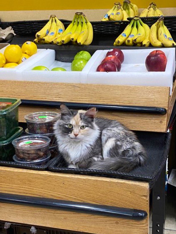 Bodegacats_'s tweet photo. https://t.co/36UHjDh5vw