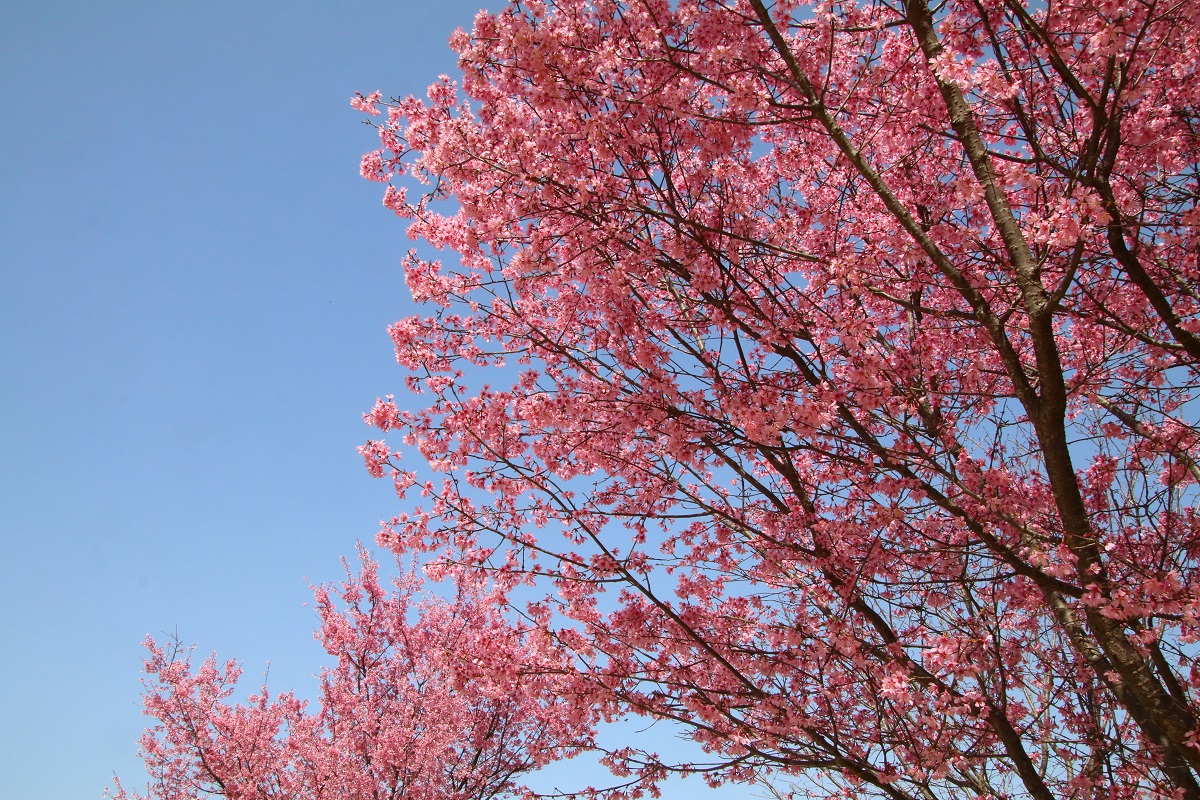 O Xrhsths イルカ Sto Twitter おはようございます いつもイルカのツイにお付き合いしていただき感謝しております 今日も 感謝 の気持ちと ありがとう が素直に言える一日 そして 笑顔で過ごしましょう オカメザクラが満開でした 写真は 散歩で出会った