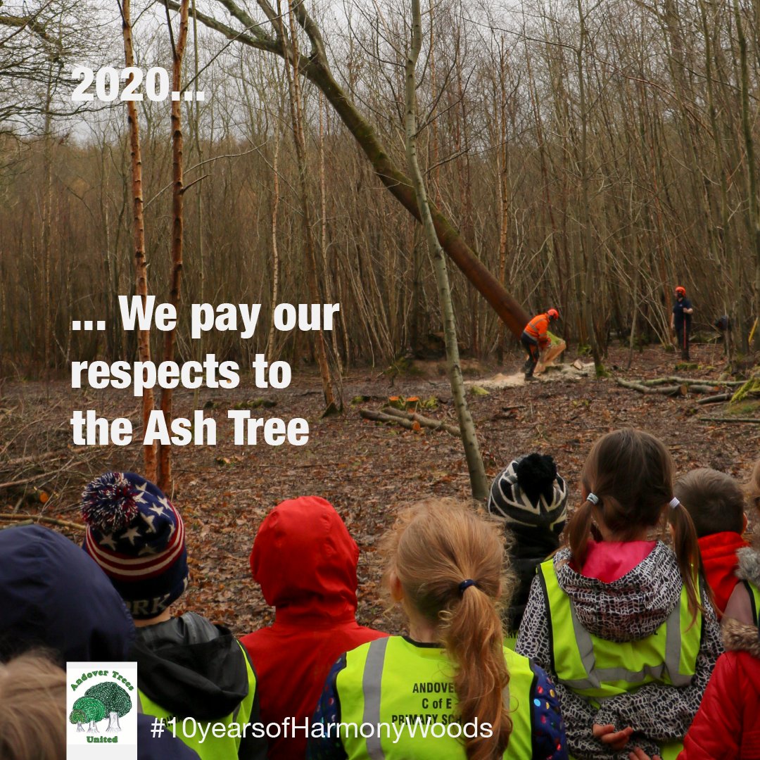 Andover_Trees's tweet photo. #10yearsofharmonywoods  
2020  … We pay our respects to the Ash Tree 
🌟At @EnglefieldUK, 120 children witness the felling of their One Ash, gives thanks to the tree for its gifts &amp; meet some of the crafters who will shape it on the next stage of its journey 1/9 https://t.co/rppGcOlHZH