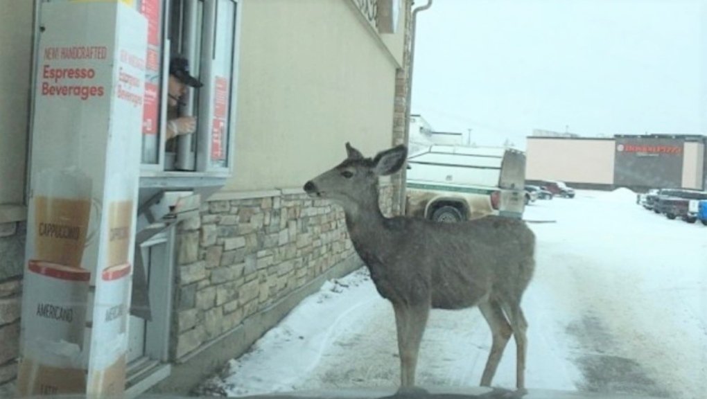 itsmwittenberg's tweet photo. #onlyinAlberta 

Hopefully with their #doubledouble they got an apple fritter, with more apple.

@TimHortons https://t.co/qnhRKsofOk