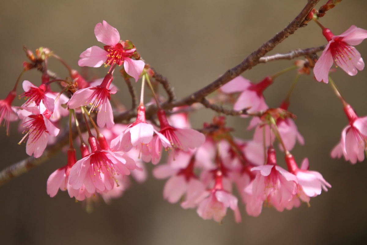 Twitter এ イルカ おはようございます いつもイルカのツイにお付き合いしていただき感謝しております 今日も 感謝 の気持ちと ありがとう が素直に言える一日 そして 笑顔で過ごしましょう オカメザクラが満開でした 写真は 散歩で出会った花