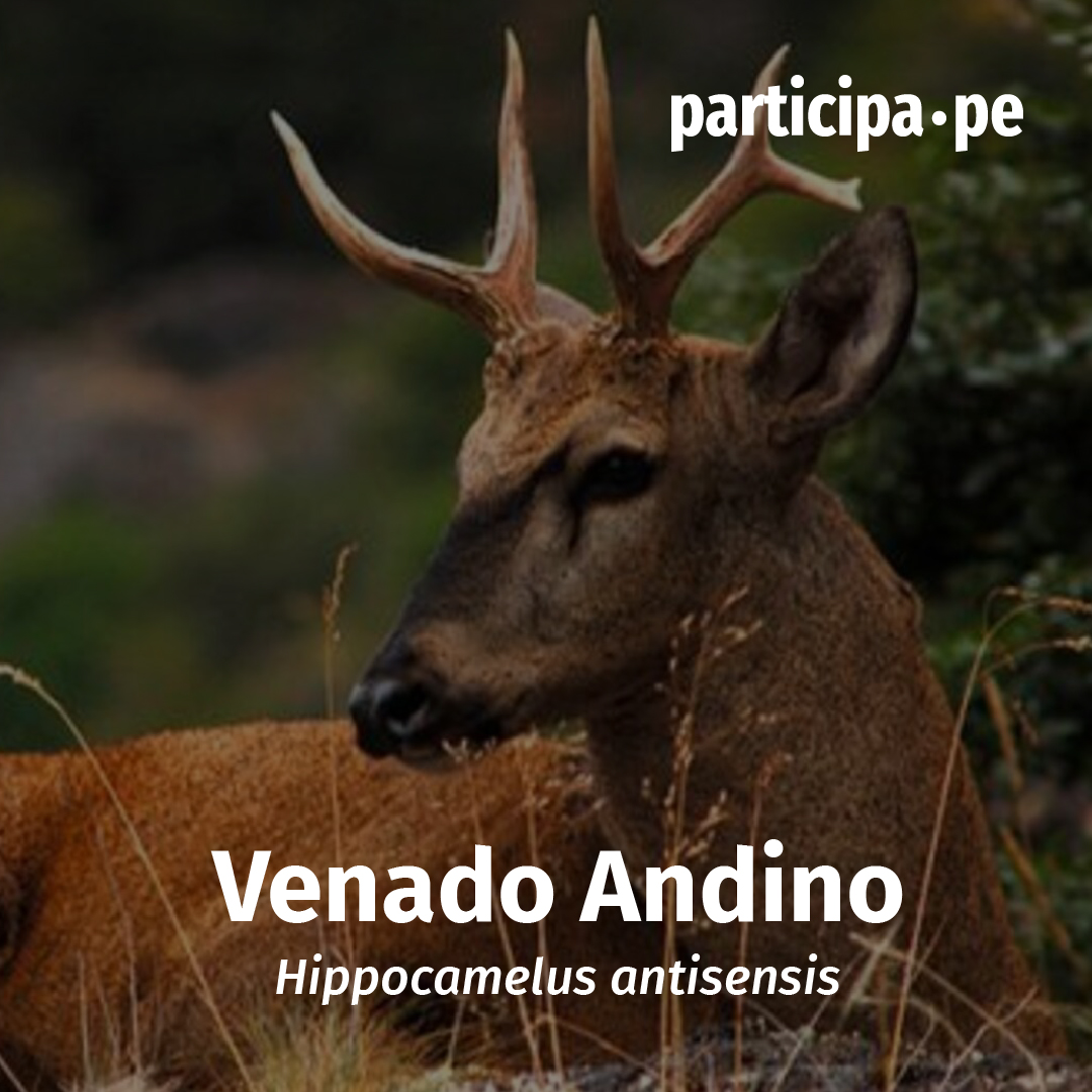 participa_pe's tweet photo. 📢 ¿Sabías que la Taruca o Venado Andino es una de las especies de ciervos nativos protegidos de Argentina?
#venadoandino #Taruca #especiesemblematicas #Argentina https://t.co/Vx2uq6VajQ