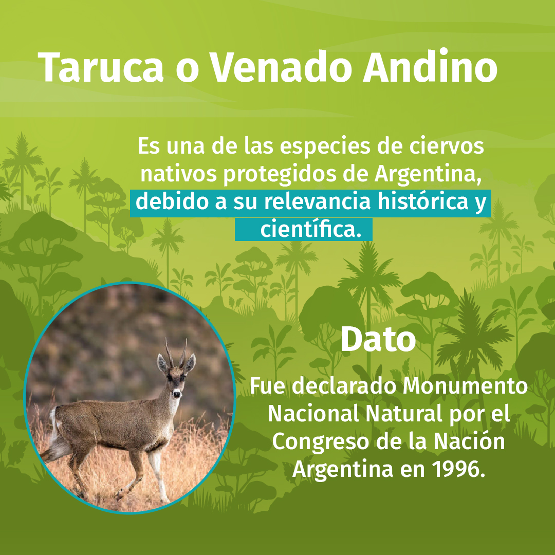 participa_pe's tweet photo. 📢 ¿Sabías que la Taruca o Venado Andino es una de las especies de ciervos nativos protegidos de Argentina?
#venadoandino #Taruca #especiesemblematicas #Argentina https://t.co/Vx2uq6VajQ