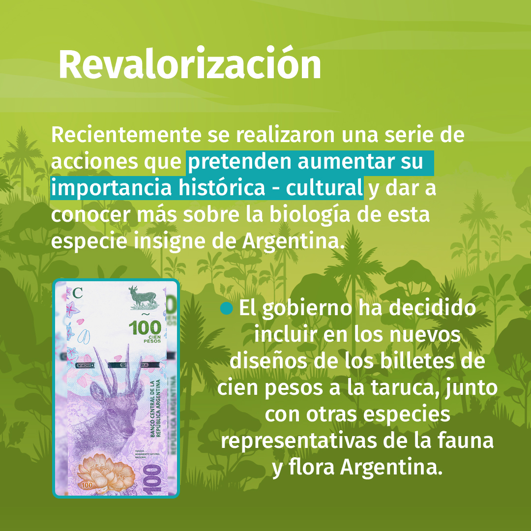 participa_pe's tweet photo. 📢 ¿Sabías que la Taruca o Venado Andino es una de las especies de ciervos nativos protegidos de Argentina?
#venadoandino #Taruca #especiesemblematicas #Argentina https://t.co/Vx2uq6VajQ