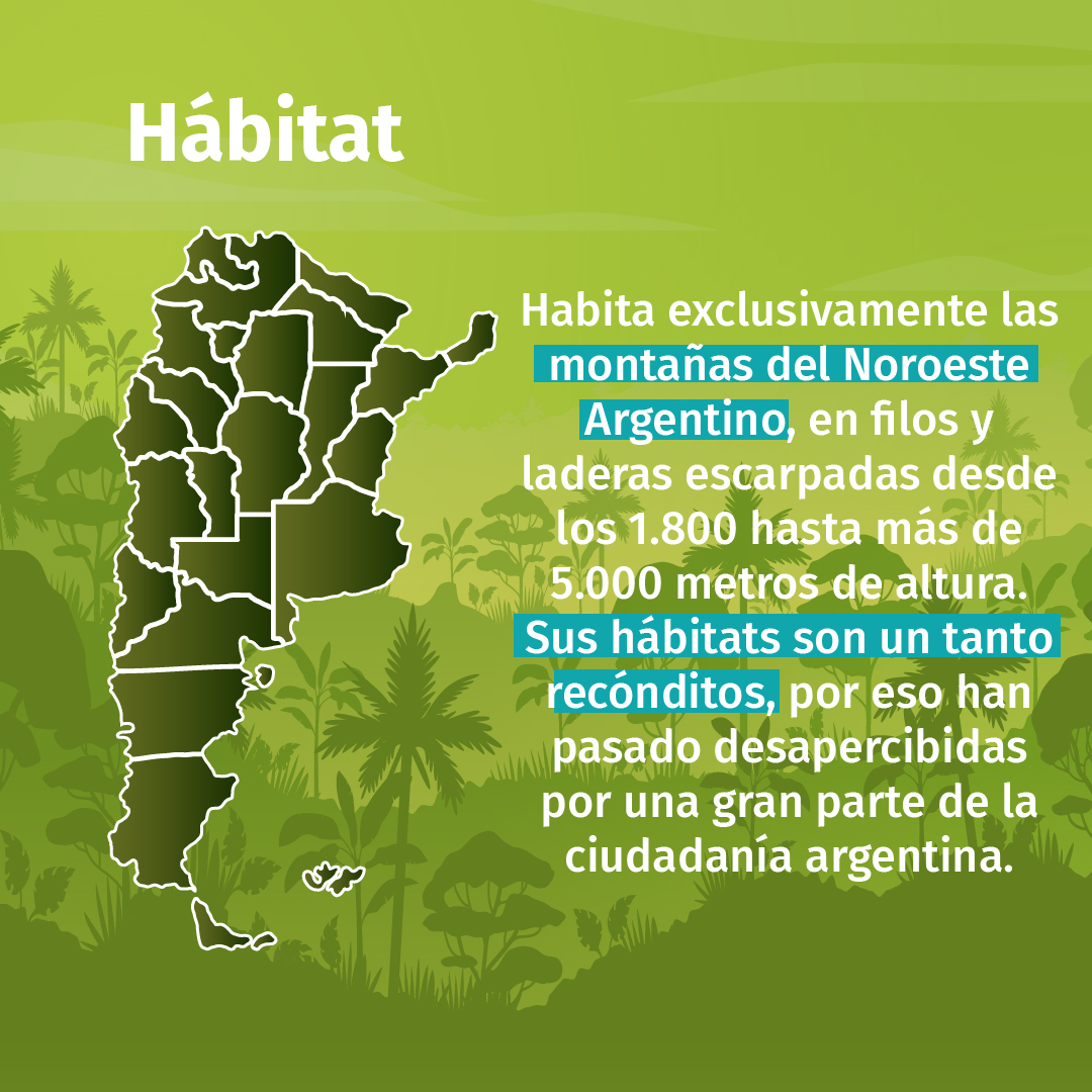 participa_pe's tweet photo. 📢 ¿Sabías que la Taruca o Venado Andino es una de las especies de ciervos nativos protegidos de Argentina?
#venadoandino #Taruca #especiesemblematicas #Argentina https://t.co/Vx2uq6VajQ