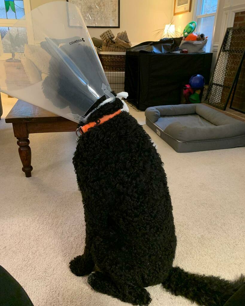 ranger9904's tweet photo. Cone of shame. ☹️☹️☹️ https://t.co/8cvvVrptjR